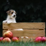 Jack Russell Terrier - fotografia