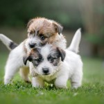Jack Russell Terrier - fotografia