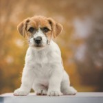  Jack Russell Terrier - fotografia